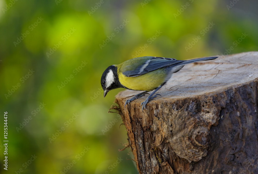Little bird perching on a tree on colorful background. Great tit Little bird perching on a tree on colorful background. Great tit