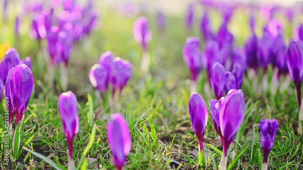 4K slow-motion video of spring crocuses blooming on lush grass under sunlight and breeze. 4K slow-motion video of spring crocuses blooming on lush grass under sunlight and breeze.