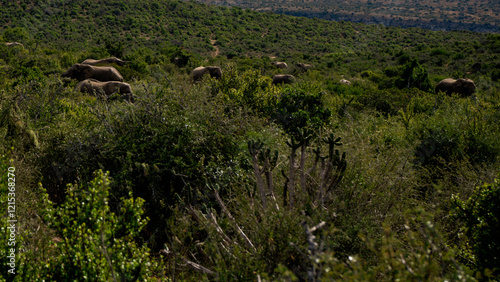 Photography Herd of elephants