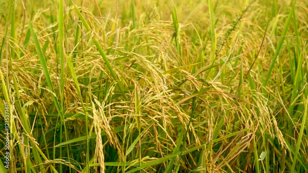 Slow motion shot of rice paddy. Close up shot of paddy field of Punjab, Pakistan Slow motion shot of rice paddy. Close up shot of paddy field of Punjab, Pakistan