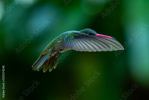 hummingbird in flight