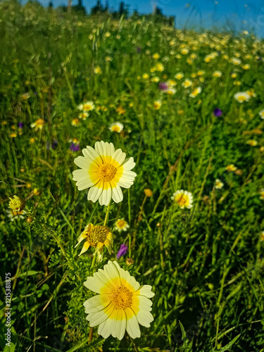 Cladanthus Mixtus, a stunning flowering plant known for its vibrant blooms and aromatic foliage. This species, often referred to as Mediterranean chamomile, thrives in sunny environments photo