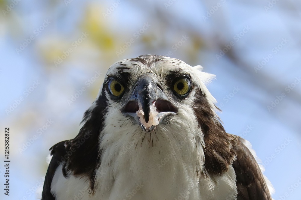 Fototapeta premium Osprey With Fresh Fish Catch Everglades Florida