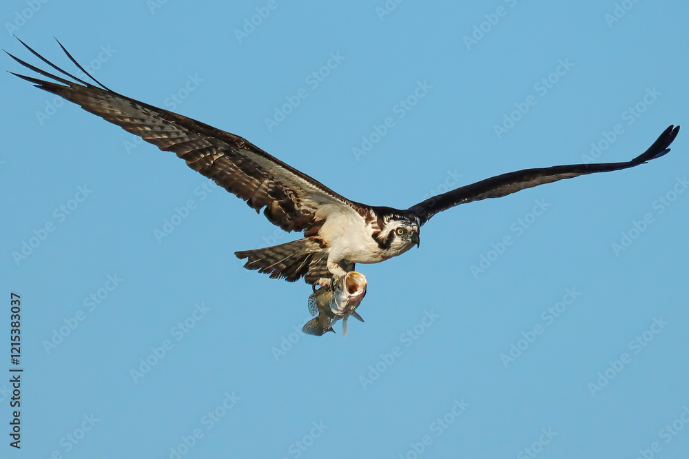 Osprey With Fresh Fish Catch Everglades Florida Osprey With Fresh Fish Catch Everglades Florida