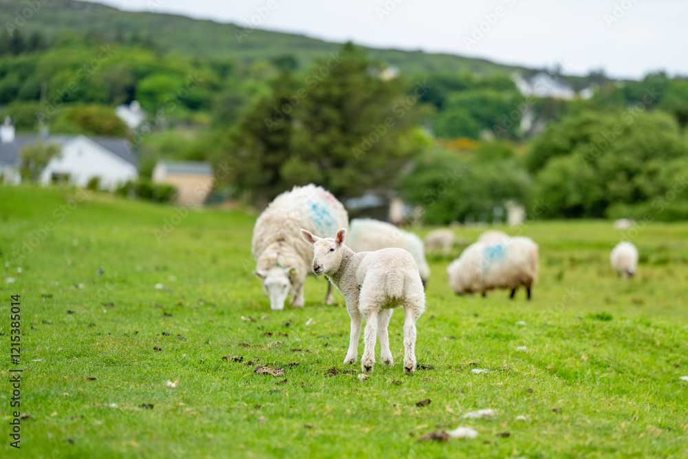 Fototapeta premium Sheep marked with dye grazing in green pastures. Adult sheep and baby lambs feeding in lush green meadows of Ireland.