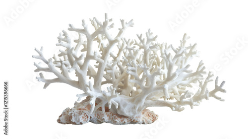 Fototapeta Naklejka Na Ścianę i Meble -  White coral reef 3D render icon isolated on white background