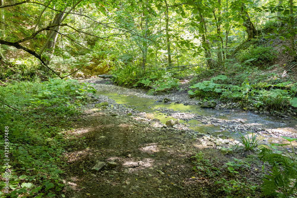 sunny day, nature park, river bottom, walk along the riverbank with an overview of the bottom structure sunny day, nature park, river bottom, walk along the riverbank with an overview of the bottom structure