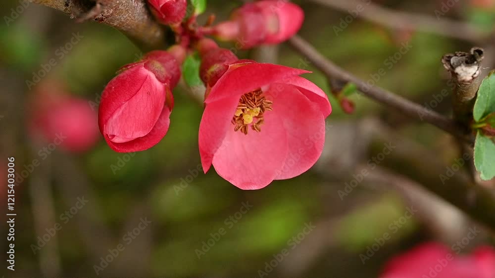 Macro shot of vibrant pink flowering blossoms on a branch, highlighting delicate petals and natural beauty in spring.
Macro shot of vibrant pink flowering blossoms on a branch, highlighting delicate petals and natural beauty in spring.