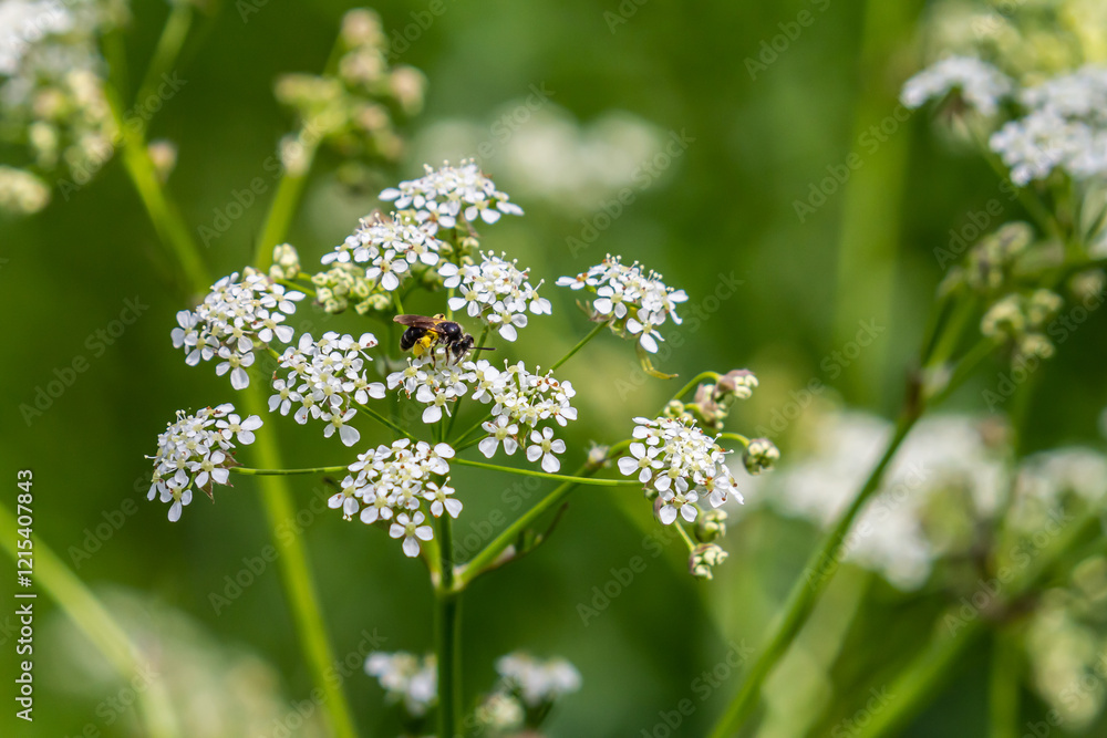 Chaerophyllum hirsutum roseum - pink umbels of hairy chervil Chaerophyllum hirsutum roseum - pink umbels of hairy chervil