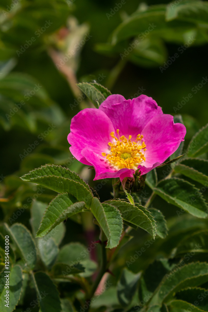 Dog rose, Rosa canina, is an important medicinal plant with pink or white flowers and is used in medicine. It is a wild rose and has red rosehip fruits in the fall Dog rose, Rosa canina, is an important medicinal plant with pink or white flowers and is used in medicine. It is a wild rose and has red rosehip fruits in the fall