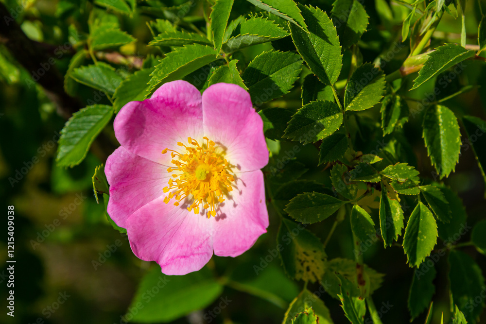 Dog rose, Rosa canina, is an important medicinal plant with pink or white flowers and is used in medicine. It is a wild rose and has red rosehip fruits in the fall Dog rose, Rosa canina, is an important medicinal plant with pink or white flowers and is used in medicine. It is a wild rose and has red rosehip fruits in the fall