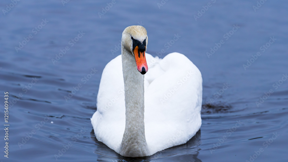 Obraz premium Majestic swan floating gracefully on a calm lake. The serene expression of the swan and the mirrored water create a sense of elegance and peace. Scotland, Lochwinnoch. Photo taken on 19.01.2025