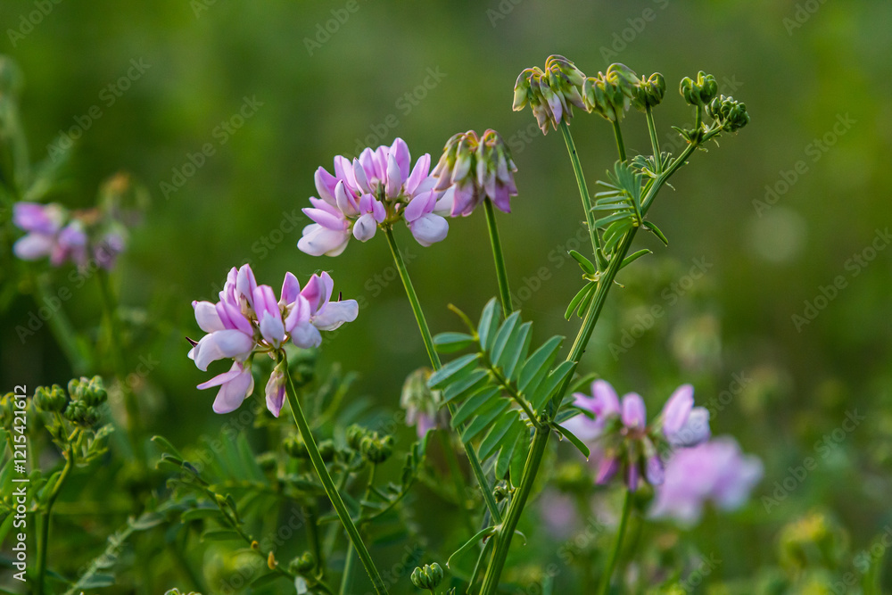 the flowers of Securigera varia - crownvetch, purple crown vetch the flowers of Securigera varia - crownvetch, purple crown vetch