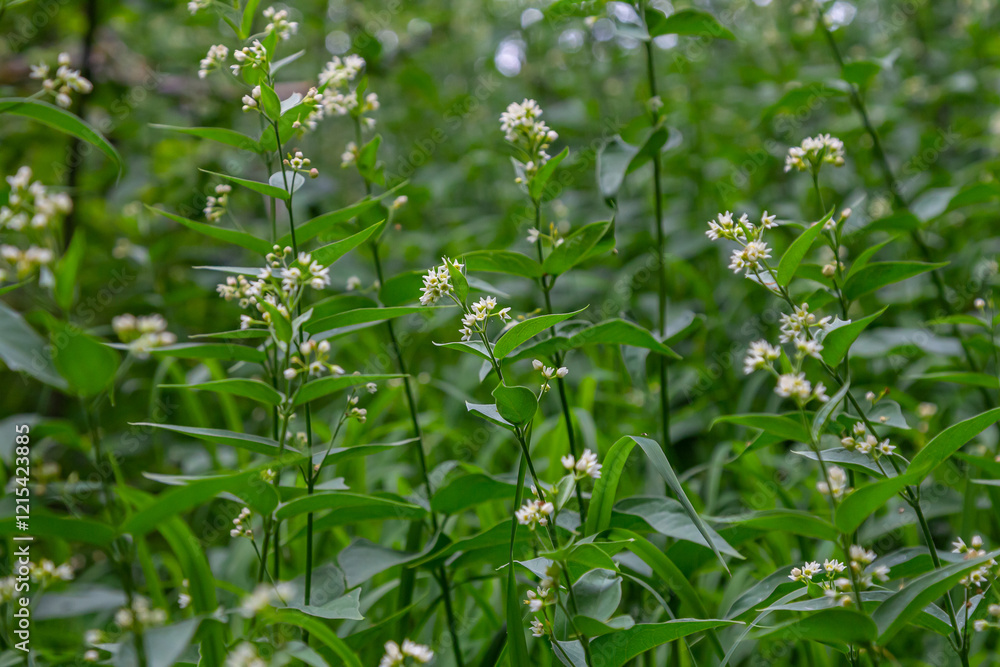 Vincetoxicum hirundinaria. Close up of white swallow wort.Vincetoxicum in the family Apocynaceae Vincetoxicum hirundinaria. Close up of white swallow wort.Vincetoxicum in the family Apocynaceae