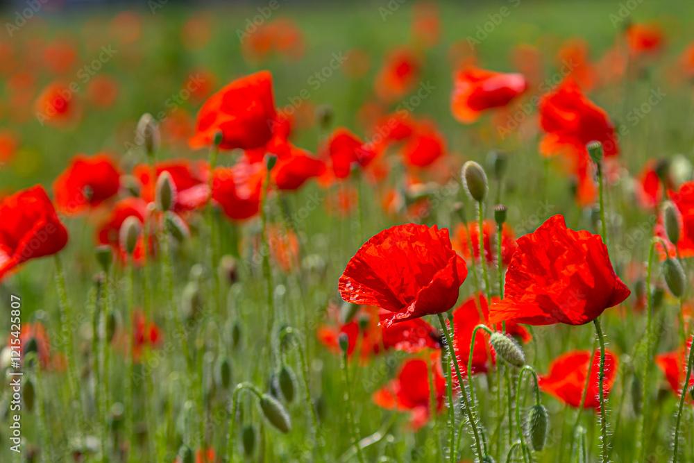 Obraz premium Papaver rhoeas or common poppy, red poppy is an annual herbaceous flowering plant in the poppy family, Papaveraceae, with red petals