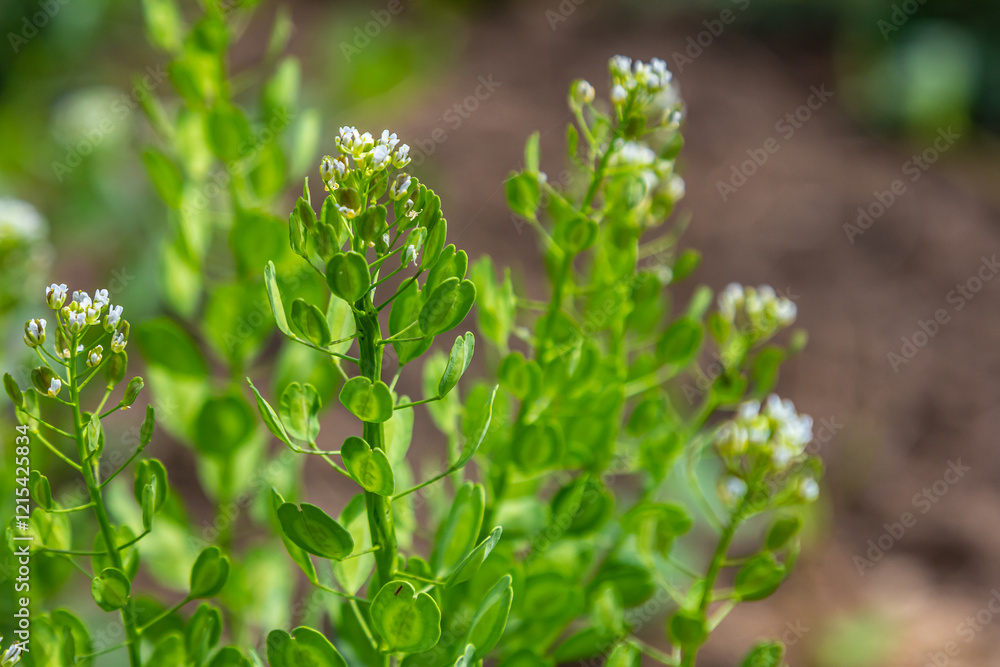In nature, Thlaspi arvense grows among wild grasses In nature, Thlaspi arvense grows among wild grasses