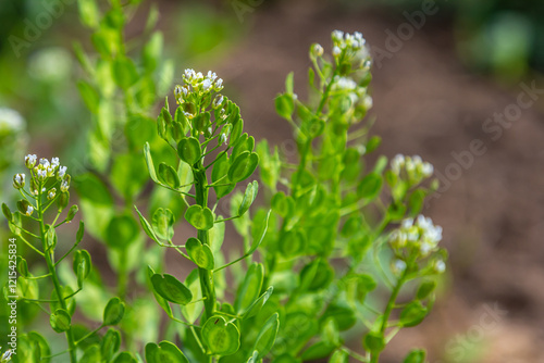 In nature, Thlaspi arvense grows among wild grasses photo