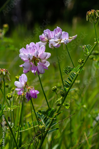 the flowers of Securigera varia - crownvetch, purple crown vetch photo