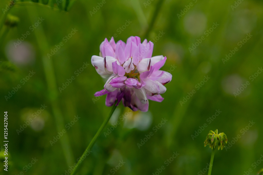 Fototapeta premium the flowers of Securigera varia - crownvetch, purple crown vetch
