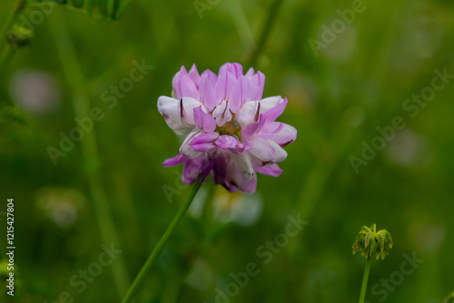 the flowers of Securigera varia - crownvetch, purple crown vetch photo