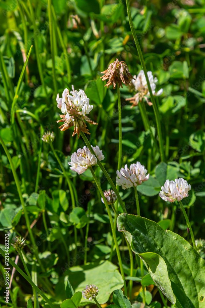 White clover flowers among the grass. Trifolium repens White clover flowers among the grass. Trifolium repens