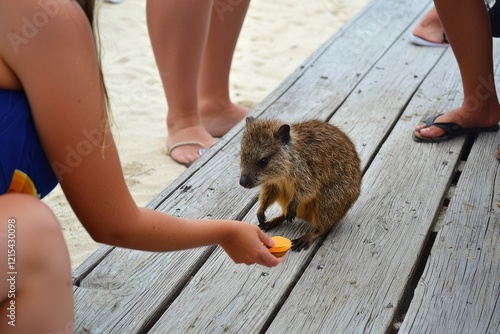 A quokka with a curious expression, interacting fearlessly with tourists on Rottnest Island. photo