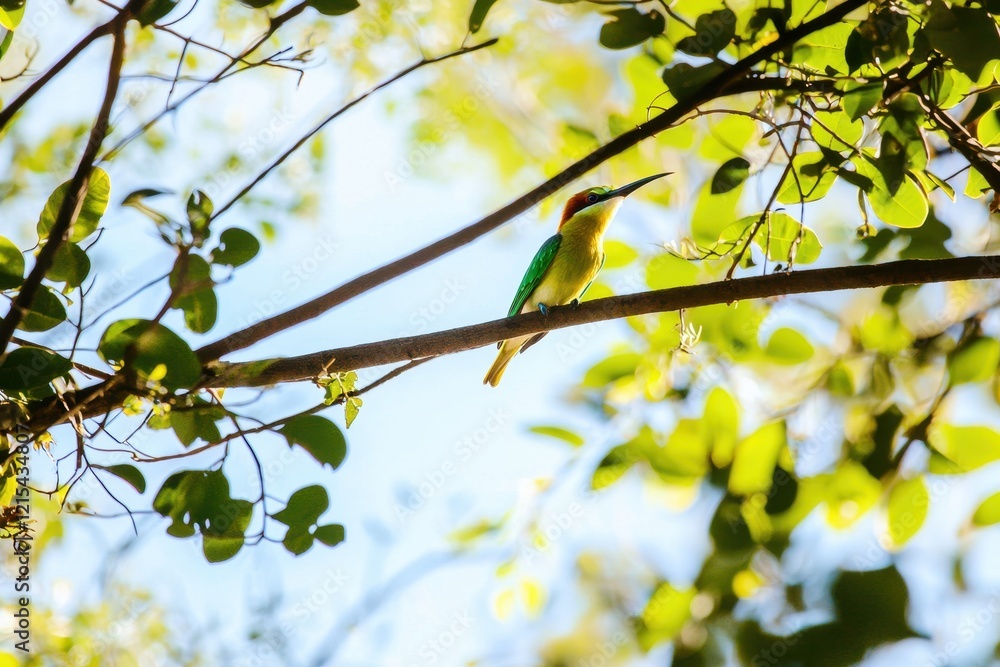 A rainbow bee-eater perched on a branch, its iridescent feathers catching the sunlight in Kakadu National Park