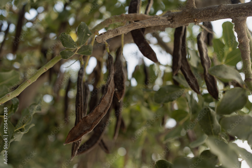 Carob plant with beans (latin name - Ceratonia siliqua) Carob plant with beans (latin name - Ceratonia siliqua)