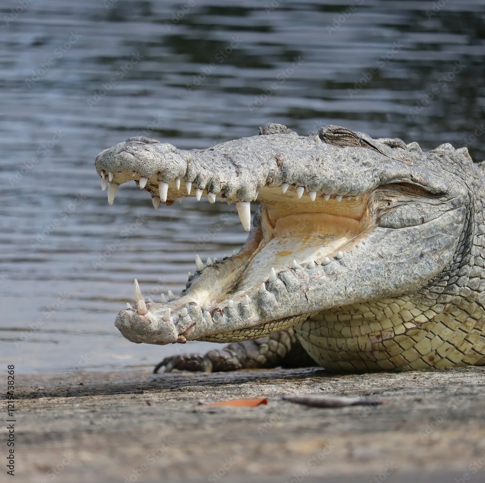 Fototapeta premium American Crocodile Everglades Florida