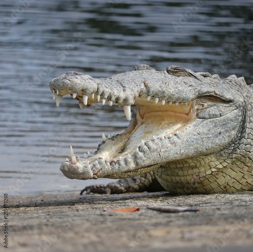 American Crocodile Everglades Florida photo