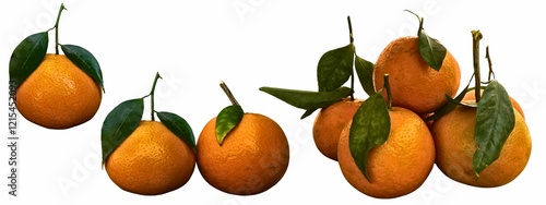 Set of branches with ripe, delicious oranges, cut out.Bunch of clementines hanging from a branch.Three oranges are hanging from a tree limb. Three ripe oranges hanging from a tree branch on a transpar photo