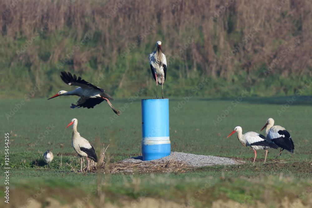 Obraz premium sul podio