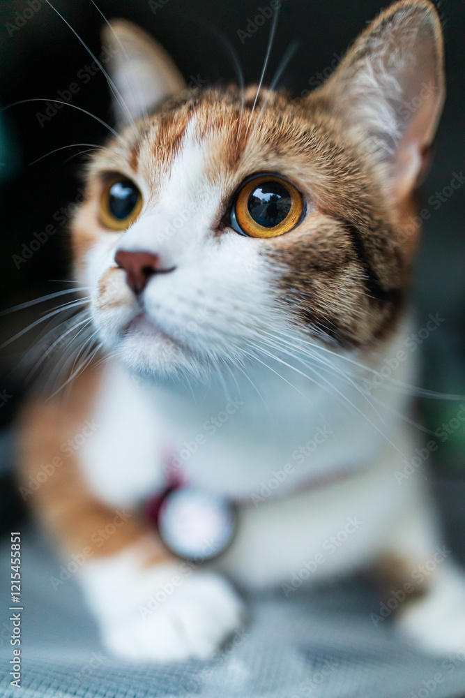 Portrait of little adorable tricolor kitten travelling in the car.