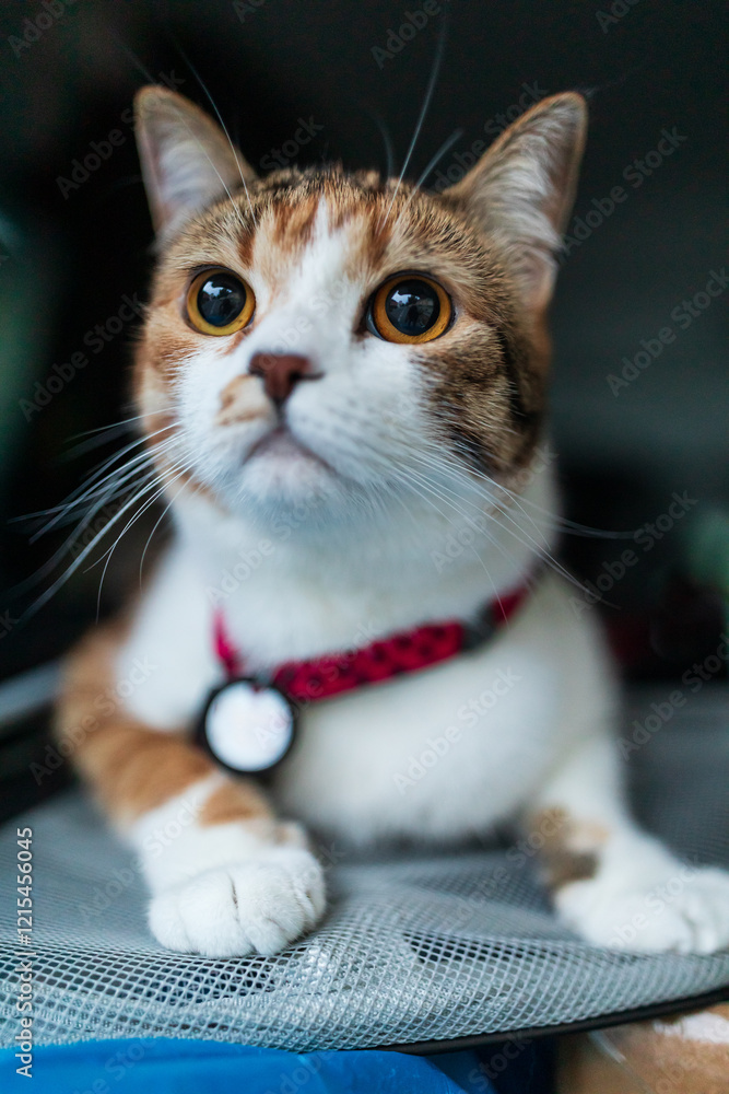 Portrait of little adorable tricolor kitten travelling in the car.