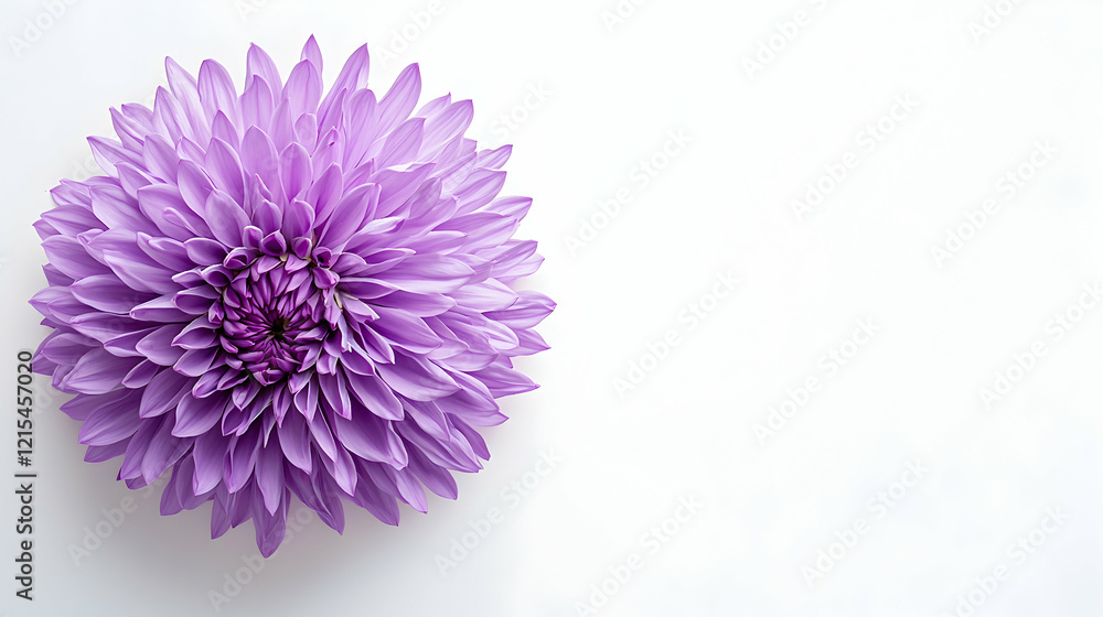 A soft violet flower with pointed petals, empty space for text, isolated on the white background A soft violet flower with pointed petals, empty space for text, isolated on the white background