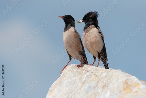 Rosy Starling perched on a rock