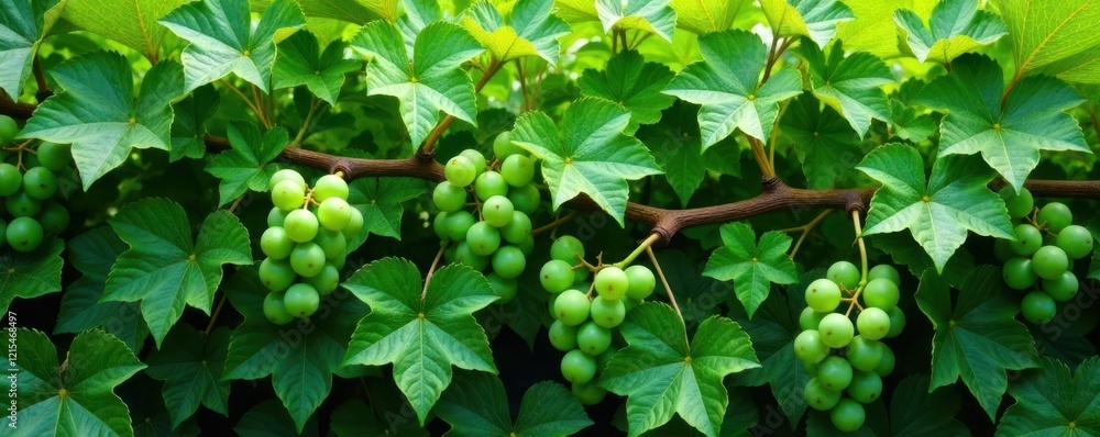 Fototapeta premium Lush green grapevine with intertwined clusters, intertwined, foliage