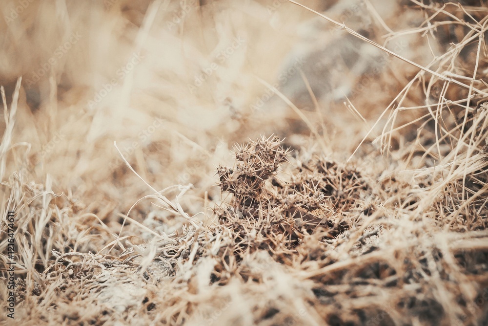 A thorny devil blending into the arid landscape of the Outback, its spiky body adapted for desert life. A thorny devil blending into the arid landscape of the Outback, its spiky body adapted for desert life.