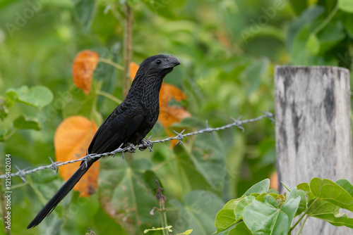 Groove-billed ani (Crotophaga sulcirostris)