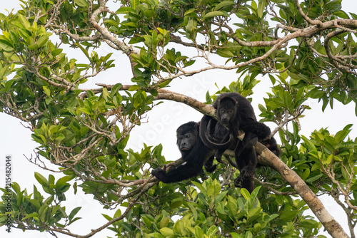 Howler Monkeys (Alouatta palliata)
