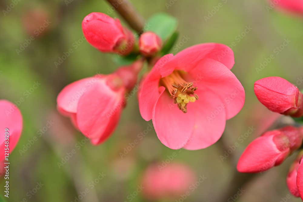 Obraz premium Macro shot of vibrant pink flowering quince blossoms on a branch, highlighting delicate petals and natural beauty in spring. 