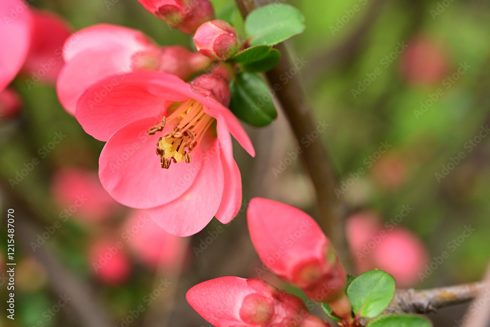 Close-up of Pink Flowering Blossom
Close-up of Pink Flowering Blossom
