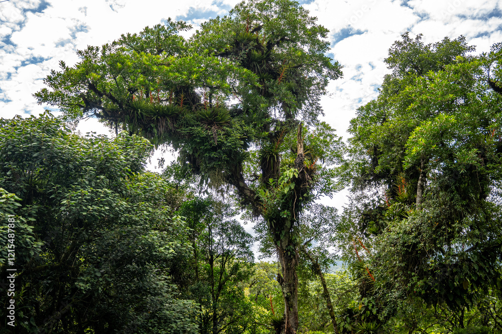 Fototapeta premium Regenwaldbäume mit Epiphyten und Bromelien