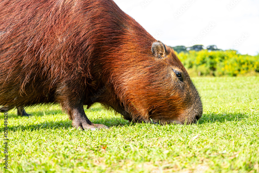 Fototapeta premium Capybara (Wasserschwein) beim Fressen, Nahaufnahme