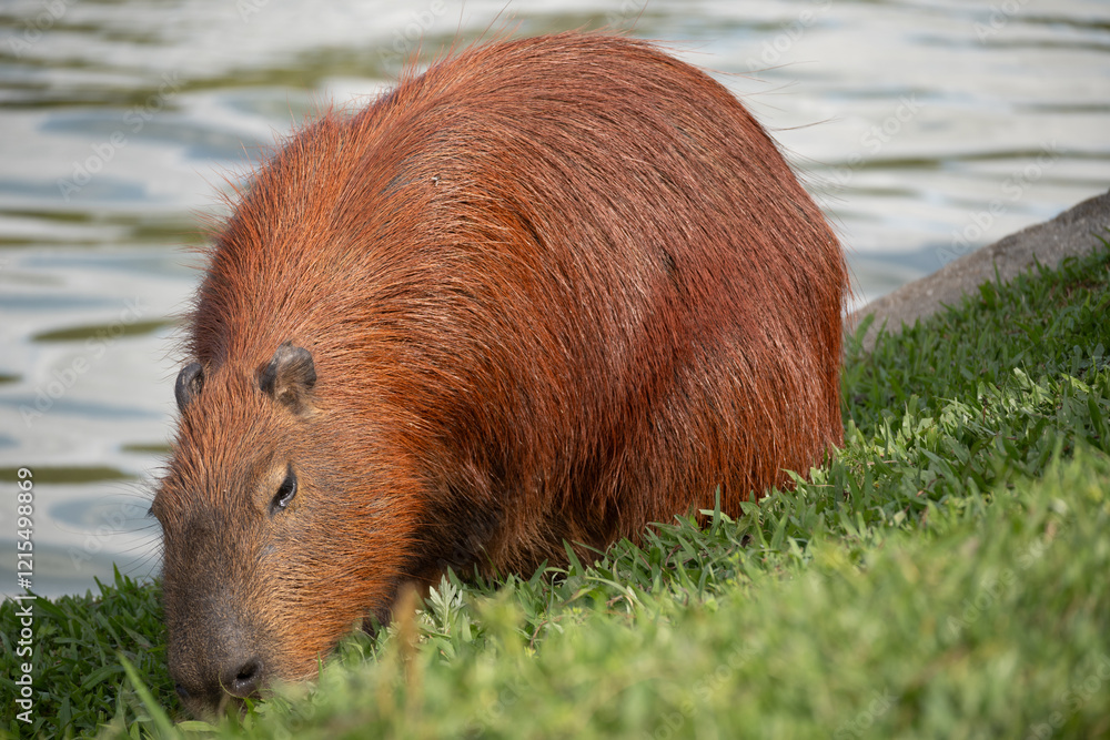 Fototapeta premium Capybara (Wasserschwein) am Ufer, Nahaufnahme