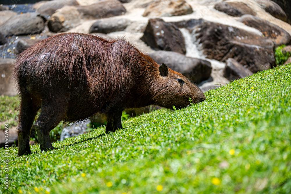 Brasilien, Pflanzen, Tiere, Landschaften, Wasser Brasilien, Pflanzen, Tiere, Landschaften, Wasser