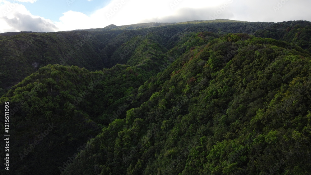 A lush forest in Maui, Hawaii, filled with towering trees, vibrant greenery, and dappled sunlight filtering through the dense canopy, creating a peaceful and refreshing natural escape. A lush forest in Maui, Hawaii, filled with towering trees, vibrant greenery, and dappled sunlight filtering through the dense canopy, creating a peaceful and refreshing natural escape.