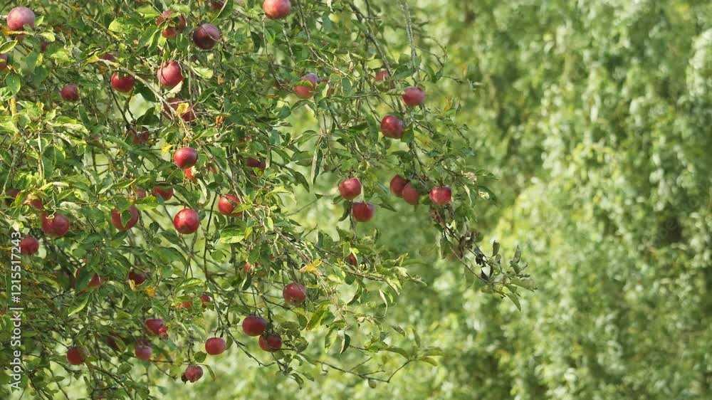 Ripe red apples on a tree branch surrounded by lush green leaves in an orchard. Ripe red apples on a tree branch surrounded by lush green leaves in an orchard.