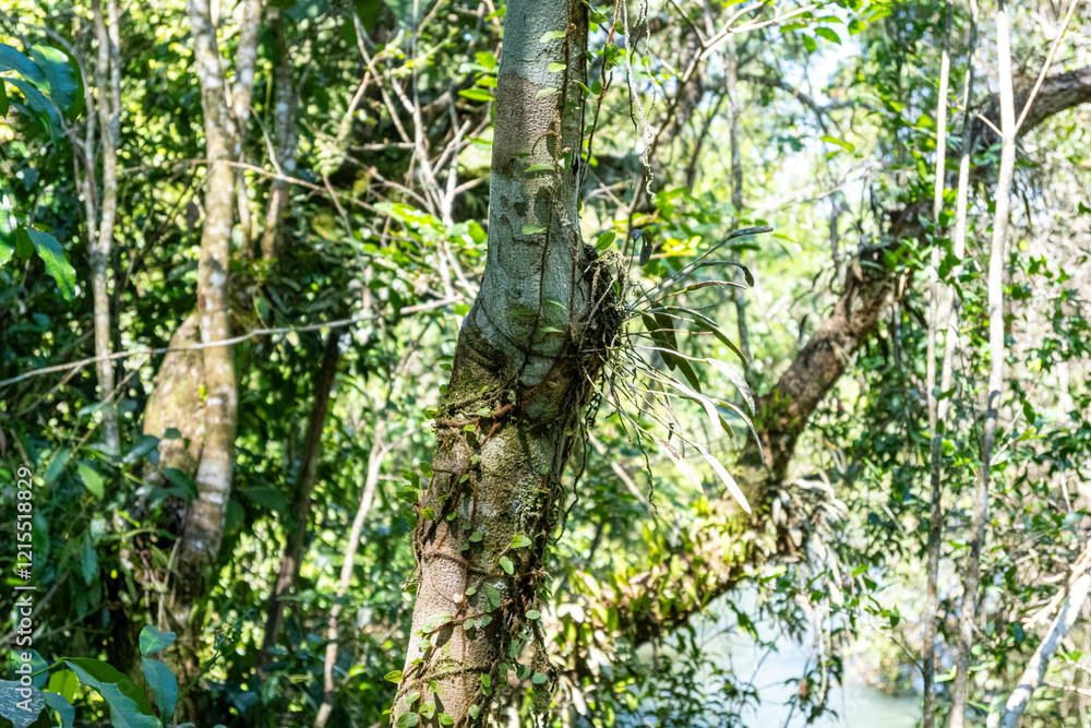 Fototapeta premium Hohe Bäume im Regenwald des Iguazú-Nationalparks
