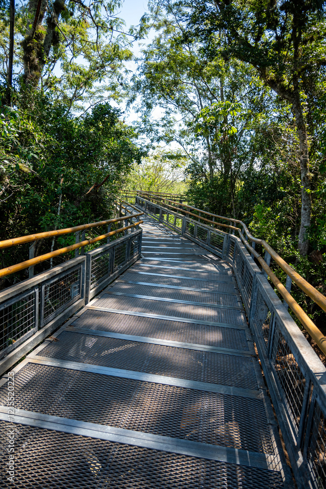Obraz premium Gerader Besuchersteg durch den Regenwald im Iguazú-Nationalpark